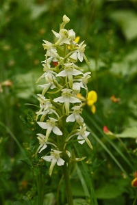 Greater Butterfly Orchid, Plantanthera chlorantha, Alan Prowse
